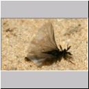 Stylops melittae - Faecherfluegler m40 5mm.jpg